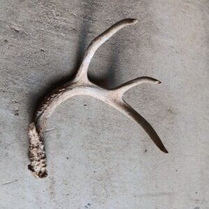Deer Antler Sheds Texas Farmhouse Decor Point Nature Rustic Display Collection